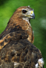 Red Tailed Hawk