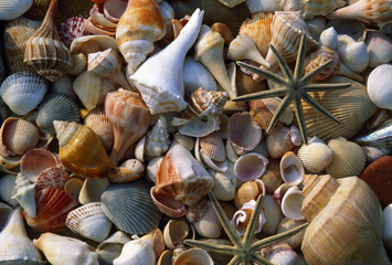 Seashells