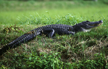 Alligator (Crocodylia Reptilia)