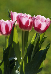 Tulips