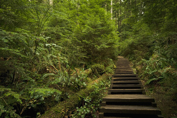 Obraz premium Path Through Forest