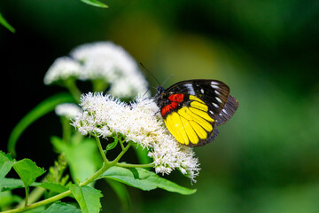 Beautiful butterfly on the Eupatorium perfoliatum (boneset, boneset, agueweed, feverwort, sweating...
