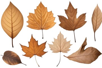 Obraz premium collection of dry autumn leaves isolated on white background.