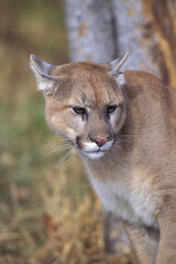 Cougar
