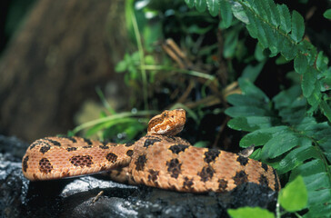 Pygmy Rattlesnake