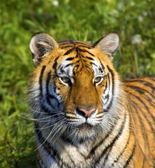 Obraz premium Tigress