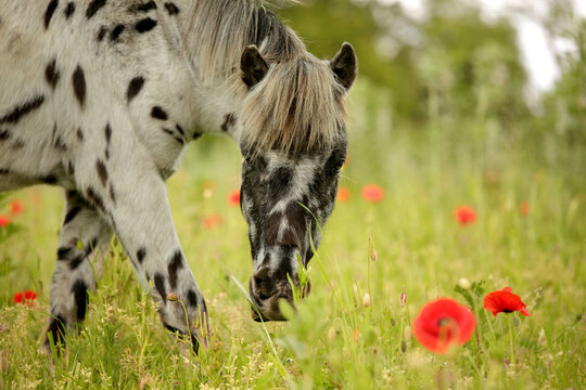 pr&eacute; de coquelicot