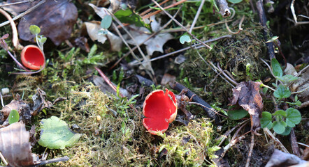 Scarlet elf cup mushroom is an inedible mushroom from the family of fireflies. It grows sparsely to...