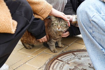 Teenagers caressing a cute homless kitten in the street