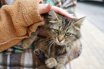 A female hand caressing a homeless cat in the street