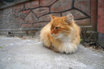Fototapeta premium A portrait of homeless sad orange cat in the street