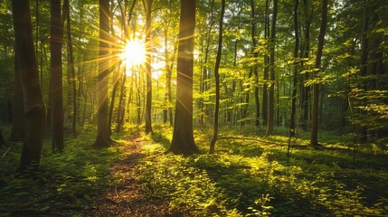 Obraz premium serene sundappled forest with lush foliage and dappled light landscape photography