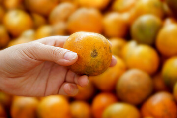 Fair quality crop, orange fruit, A person's hand holds an orange that is not the right size and has...