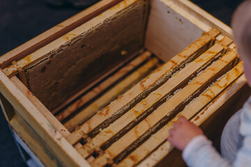 Honey Harvest - collecting honey from honeycombs. natural honey