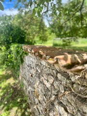 Saint-André-de-Lidon