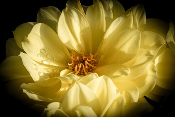 Fototapeta premium yellow flower on black