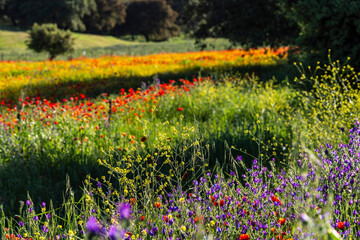 flowering wooded grasslands in spring, near Cazalla de La Sierra, Sierra Morena, Sierra Norte de Sevilla, province of Seville, Andalusia