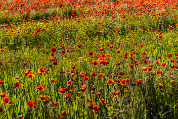 flowering wooded grasslands in spring, near Cazalla de La Sierra, Sierra Morena, Sierra Norte de Sevilla, province of Seville, Andalusia