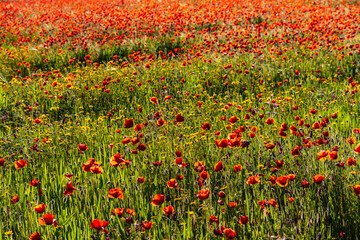 flowering wooded grasslands in spring, near Cazalla de La Sierra, Sierra Morena, Sierra Norte de Sevilla, province of Seville, Andalusia
