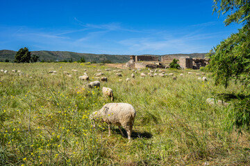 Fototapeta premium View of the Roman theater, Regina Turdulorum, Roman city, Casas de Reina, Estremadura province, Spain