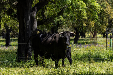 breeding of brave livestock, fighting bulls, near Cala -Sierra de Los Gabrieles-, Huelva, Andalucia, Spain