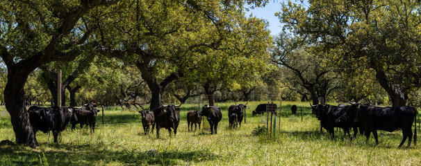 breeding of brave livestock, fighting bulls, near Cala -Sierra de Los Gabrieles-, Huelva,...