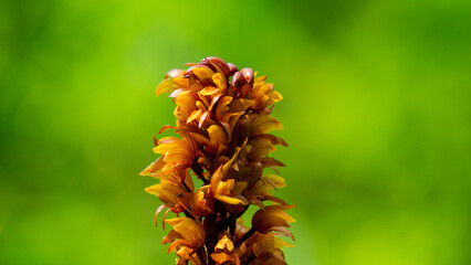 Brown birds nest orchids (Neottia nidus-avis) in the forest.