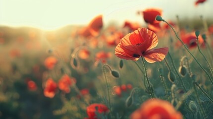 sunlit red poppy flowers blooming in vast field springtime 4k wallpaper