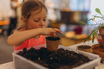 Girl planting seeds for seedlings in small recyclable peat pots, seedling container.Children learn...
