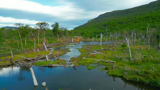 Beaver dam in On The Mountain Fork River At Beaver's Bend State Park - Broken Bow Oklahoma. Aerial drone view.