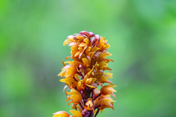 Brown birds nest orchids (Neottia nidus-avis) in the forest.