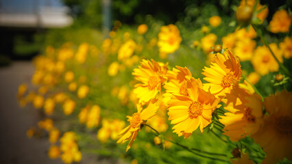 Beautiful yellow flowers (Lance-leaved coreopsis, lanceolata or basalis) are blooming in the meadow or field (green and orange unfocused background)
