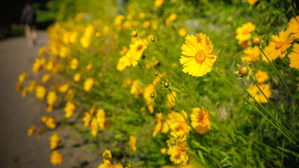 Beautiful yellow flowers (Lance-leaved coreopsis, lanceolata or basalis) are blooming in the meadow or field (green and orange unfocused background)