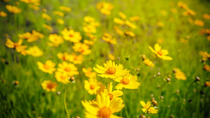 Beautiful yellow flowers (Lance-leaved coreopsis, lanceolata or basalis) are blooming in the meadow or field (green and orange unfocused background)