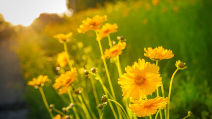 The moment of sunset, Beautiful yellow flowers (Lance-leaved coreopsis, lanceolata or basalis) are blooming in the meadow or field(green and orange unfocused background)
