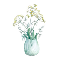Fennel roots, flowers and seeds isolated on white background. A set watercolor illustrations.