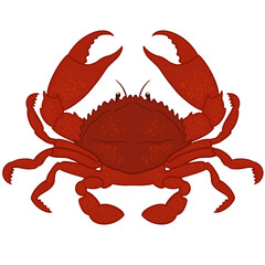 Red Crab Illustration