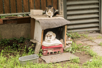 Street homeless cats in man makeshift shelter