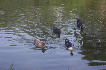 Patos en lago