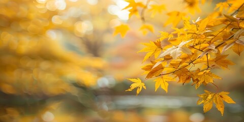 Yellow autumn leaves with blurred background