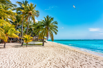 Palm trees on the tropical Le Morne beach, Mauritius. Tropical vacation background concept on Le...