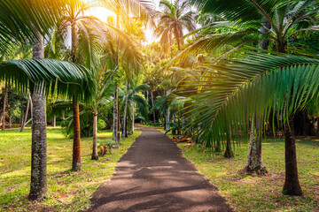 Sir Seewoosagur Ramgoolam Botanical Garden, Pamplemousses, Mauritius island, green avenue along the...