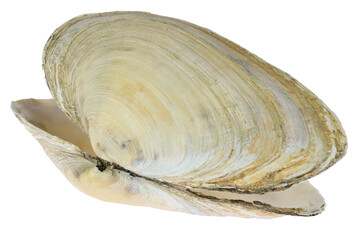 sand gaper from the Wadden Sea in Cuxhaven, Germany isolated on white background