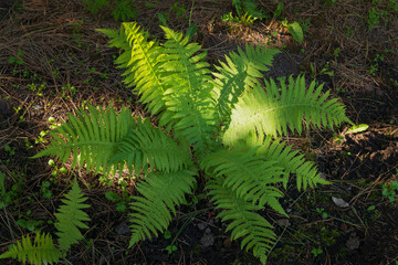 Wood ferns, male ferns, or buckler ferns (Latin Dryopteris), is a fern genus in the family Dryopteridaceae, subfamily Dryopteridoideae