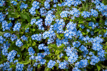 flowers of forget-me-not in the garden