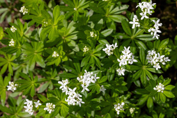 flowers of woodruff in the garden