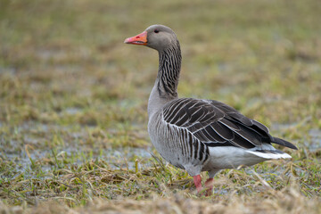 Lone Greylag Goose standing in a field
