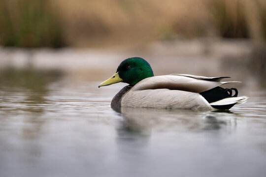 Male Mallard floating on a small pond