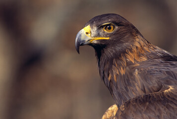 Portrait Of A Golden Eagle