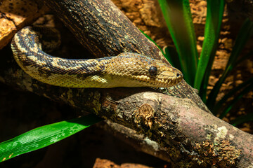 snake in the garden